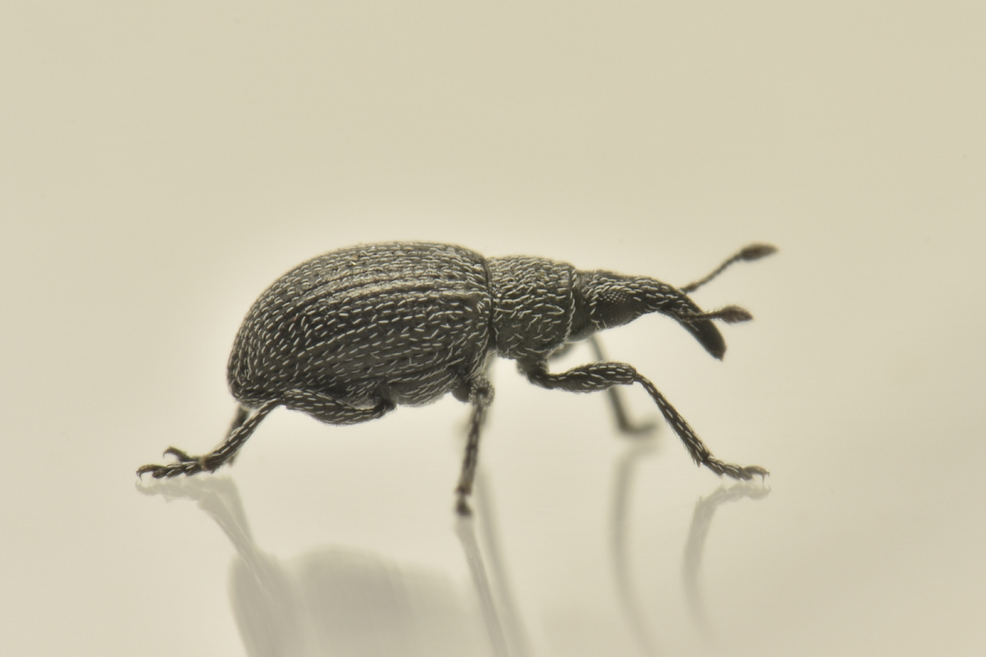 Apionidae: Pseudoperapion sp?
